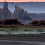 IMG_4115 Rveil matinal des grues sur le lac du Der